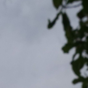 荷兰少妇XXXX做受6
